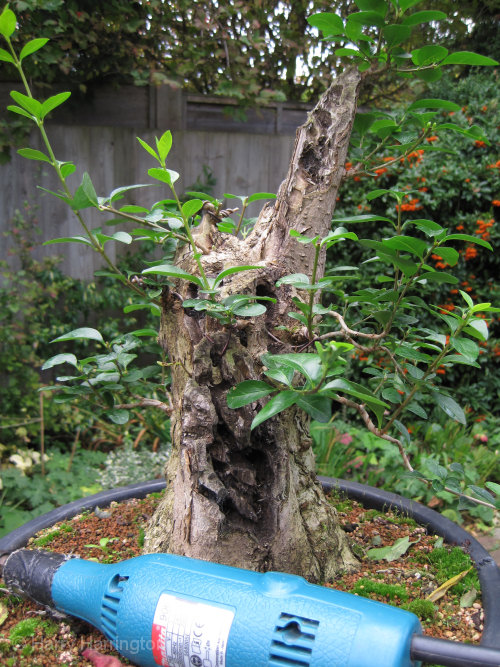 Large Privet Bonsai Progression 
